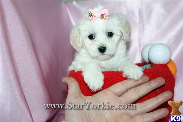 Maltese Puppies in CA