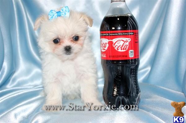 Maltese Puppies in CA