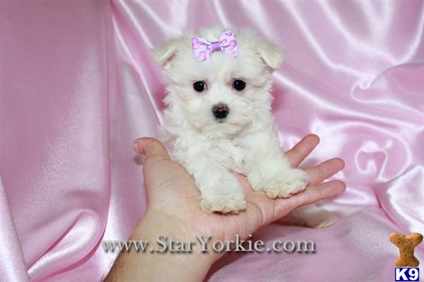 Maltese Puppies in CA