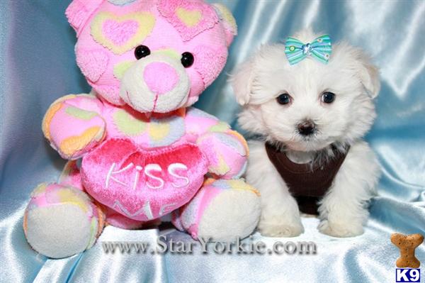 Maltese Puppies in CA