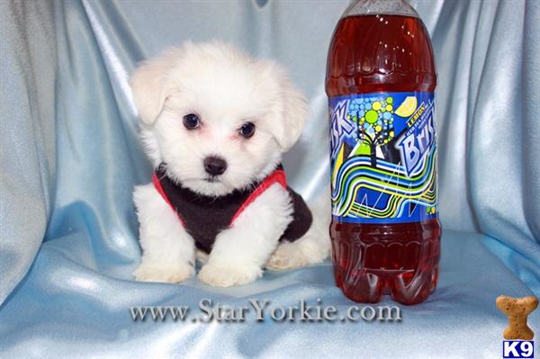 Maltese Puppies in CA