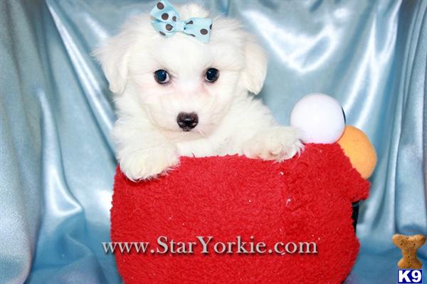 Maltese Puppies in CA
