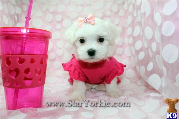 Dogs - Maltese