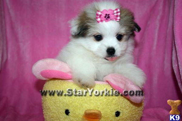 Mixed Breed Puppies in CA