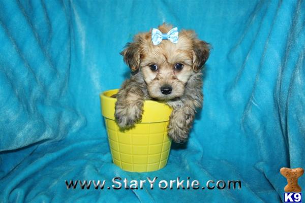 Mixed Breed Puppies in CA