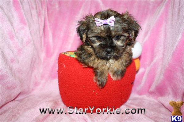 Mixed Breed Puppies in CA