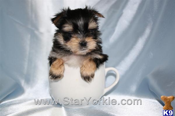 morkie vs yorkie teacup morkie puppies maltese yorkie mix breed info the teacup morkie breeds picture morkie vs yorkie teacup morkie puppies maltese yorkie mix breed info the teacup morkie breeds picture