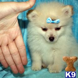 Puppies in LOS ANGELES