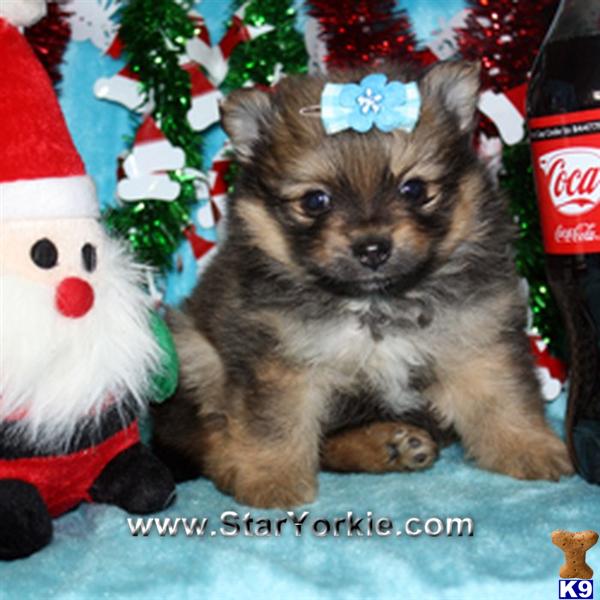 Puppies in LOS ANGELES
