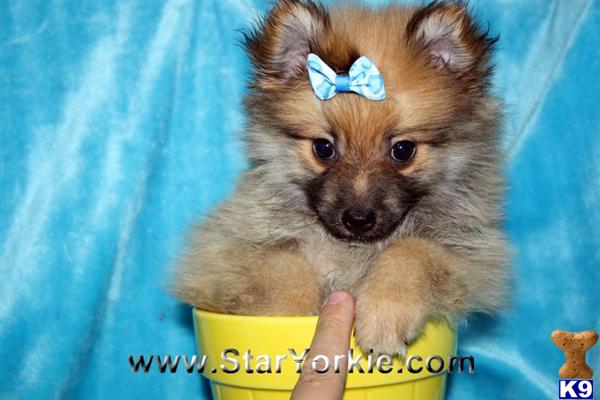 Puppies in LOS ANGELES