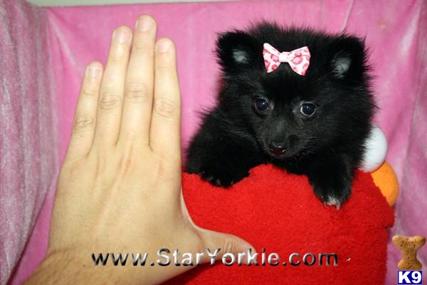 Puppies in LOS ANGELES