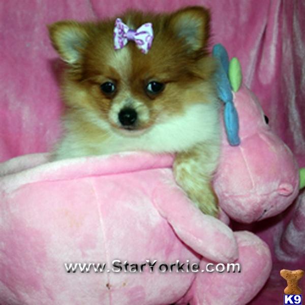 Dogs for Sale in CA