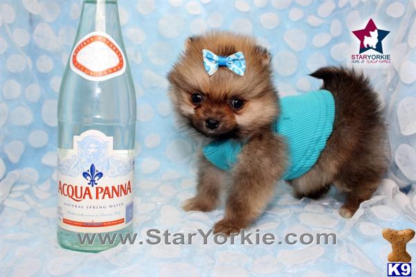 teacup pomeranian for sale los angeles pomeranian puppy for sale boo boo teacup pomeranian puppy in los angeles 4 years teacup pomeranian for sale los angeles pomeranian puppy for sale boo boo teacup pomeranian puppy in los angeles 4 years