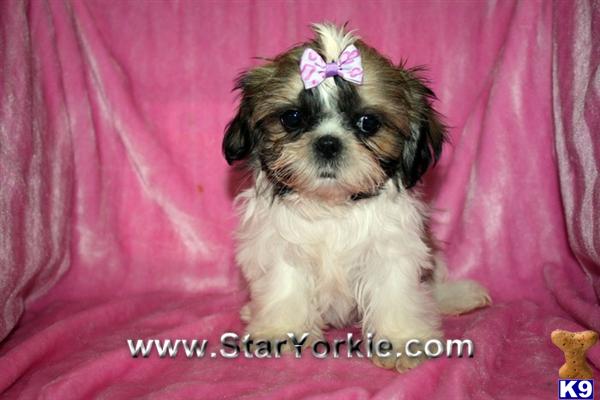 Shih+tzu+puppies+for+adoption+in+california