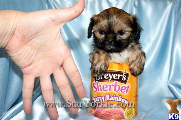 Dogs - Shih Tzu