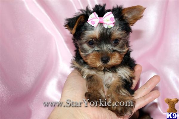 Dogs for Sale in CA