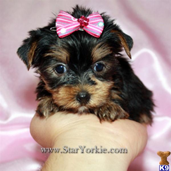 yorkie puppies for sale in los angeles staryorkie auto design tech yorkie puppies for sale in los angeles staryorkie auto design tech