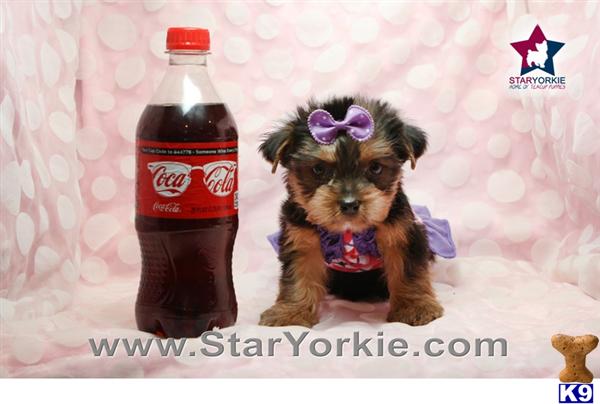 puppies for sale santa barbara terrier puppy for sale santa barbara teacup yorkie puppy in los angeles 5 puppies for sale santa barbara terrier puppy for sale santa barbara teacup yorkie puppy in los angeles 5