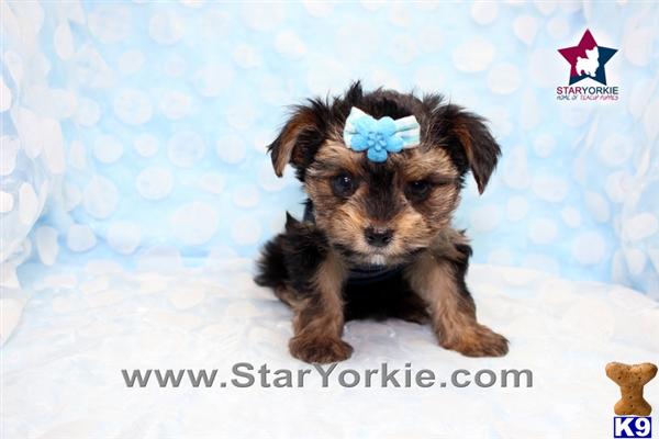 yorkie breeders los angeles staryorkie auto design tech yorkie breeders los angeles staryorkie auto design tech