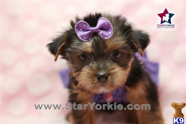 puppies for sale santa barbara terrier puppy for sale santa barbara teacup yorkie puppy in los angeles 5 puppies for sale santa barbara terrier puppy for sale santa barbara teacup yorkie puppy in los angeles 5