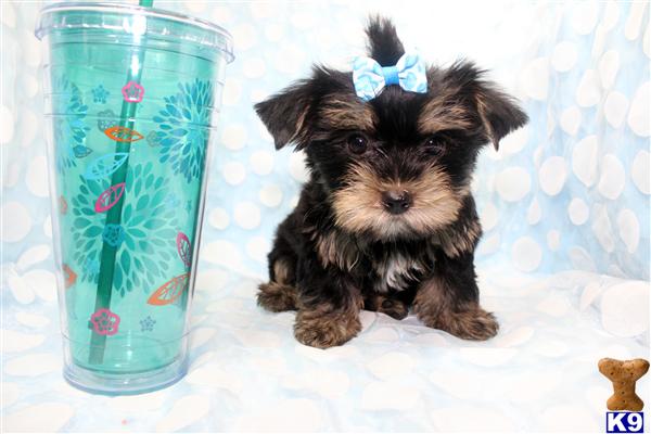 teacup yorkie for sale in iowa document moved teacup yorkie for sale in iowa document moved