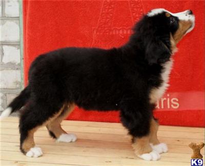 Bernese Mountain Dog Puppies for Sale