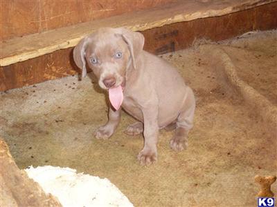 Weimaraner Puppies for Sale