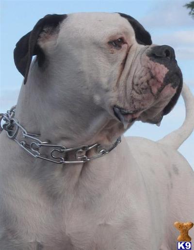 Stud Dogs - American Bulldog