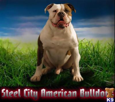 American Bulldog Puppies for Sale