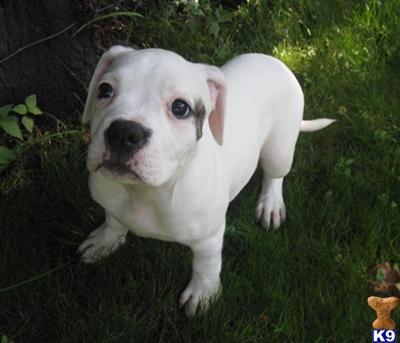 American Bulldog Puppies for Sale