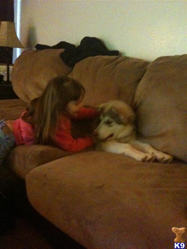 Dogs - Alaskan Malamute