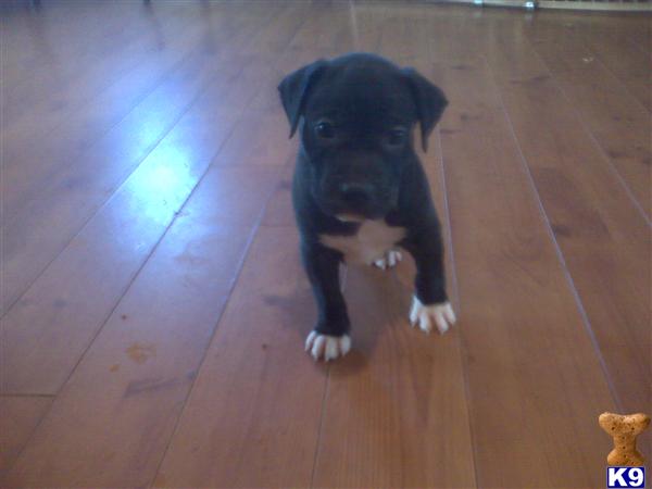Puppies in Temecula