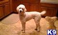 Dogs for Sale