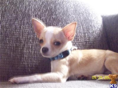 Stud Dogs - Chihuahua