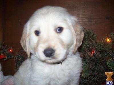 Puppies in MI