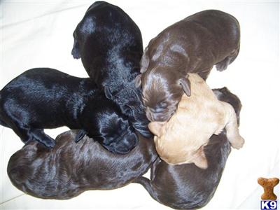Puppies in MI