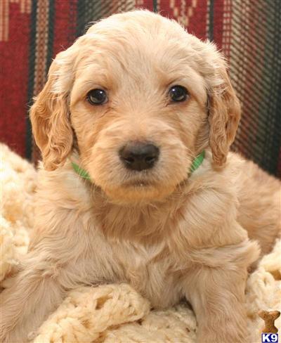 Goldendoodles Puppies for Sale