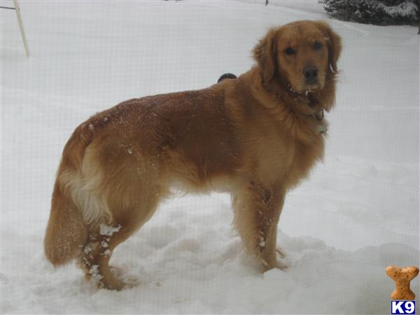 Stud Dogs in MI