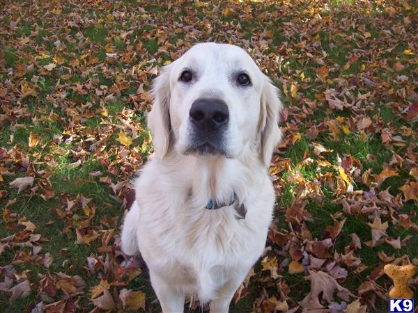 Stud Dogs in MI
