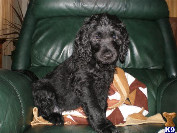 Goldendoodles Puppies