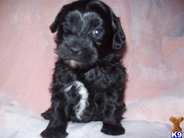 Mixed Breed Puppies