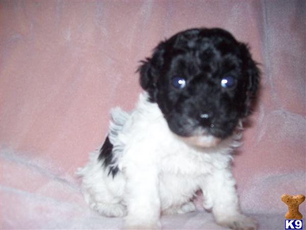 Puppies in MI