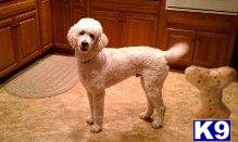 Stud Dogs in MI