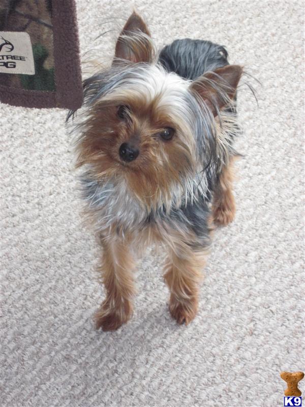 Stud Dogs in MI