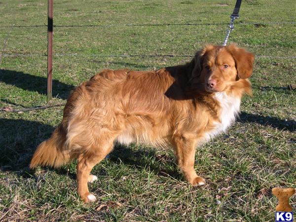 Stud Dogs in TN
