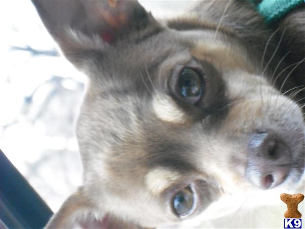 Stud Dogs - Chihuahua