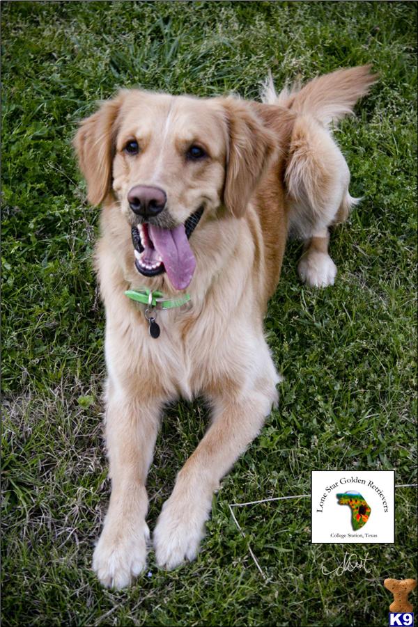Stud Dogs - Golden Retriever