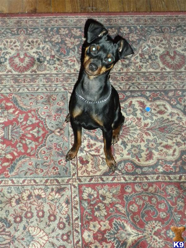 Dogs for Sale in NH