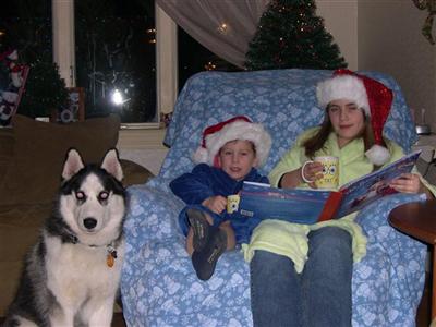 Stud Dogs - Siberian Husky