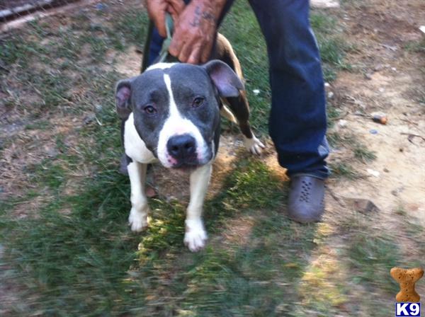 Dogs for Sale in LA